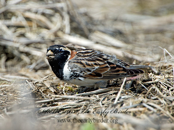 Calcarius lapponicus  LAPLAND LONGSPUR 9036951