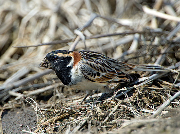 Calcarius lapponicus  LAPLAND LONGSPUR 9036961