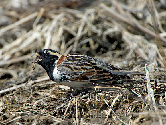 Calcarius lapponicus  LAPLAND LONGSPUR 9036954