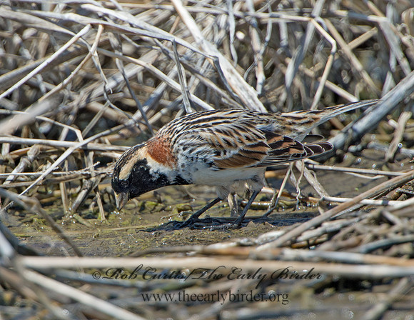 Calcarius lapponicus  LAPLAND LONGSPUR 9036896