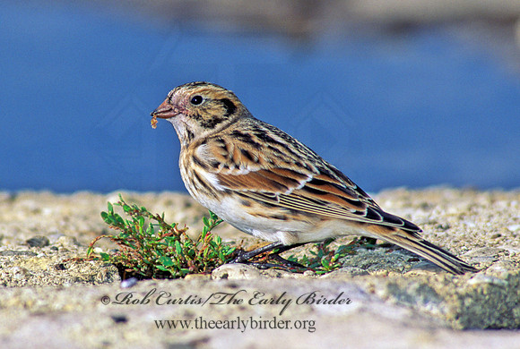 Calcarius lapponicus  LAPLAND LONGSPUR 157114
