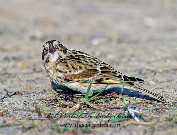 Calcarius lapponicus  LAPLAND LONGSPUR 157301