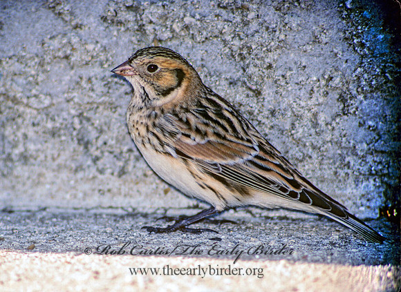 Calcarius lapponicus  LAPLAND LONGSPUR 34030
