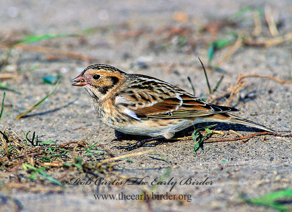 Calcarius lapponicus  LAPLAND LONGSPUR 157307