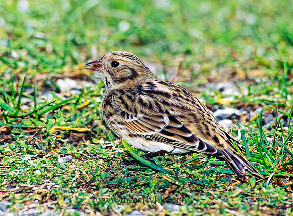 Calcarius lapponicus  LAPLAND LONGSPUR 181902