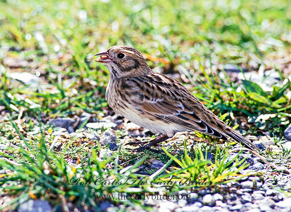 Calcarius lapponicus  LAPLAND LONGSPUR 181824