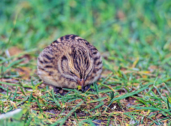 Calcarius lapponicus  LAPLAND LONGSPUR 181913