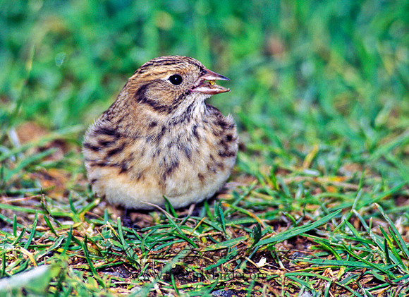 Calcarius lapponicus  LAPLAND LONGSPUR 181912