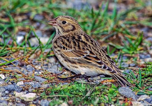 Calcarius lapponicus  LAPLAND LONGSPUR 181916