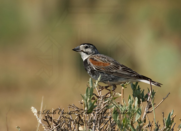 Calcarius mccownii  MC COWN'S LONGSPUR 7011169