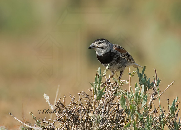 Calcarius mccownii  MC COWN'S LONGSPUR 7011167