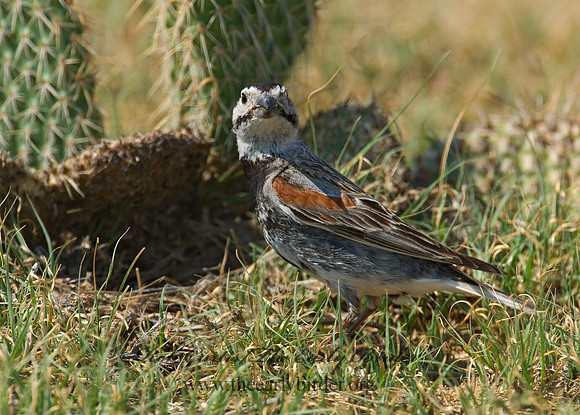 Calcarius mccownii  MC COWN'S LONGSPUR 7011194