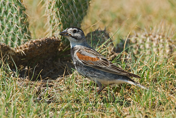 Calcarius mccownii  MC COWN'S LONGSPUR 7011199