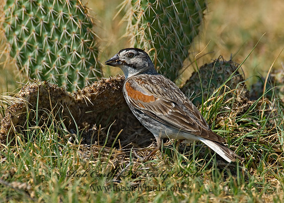 Calcarius mccownii  MC COWN'S LONGSPUR 7011203