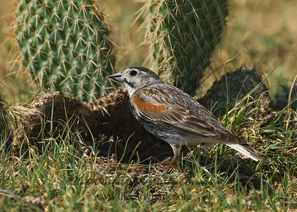 Calcarius mccownii  MC COWN'S LONGSPUR 7011204