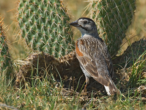 Calcarius mccownii  MC COWN'S LONGSPUR 7011205