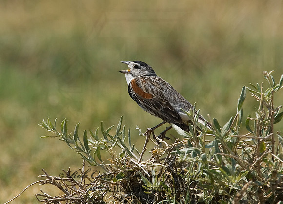 Calcarius mccownii  MC COWN'S LONGSPUR 7011217