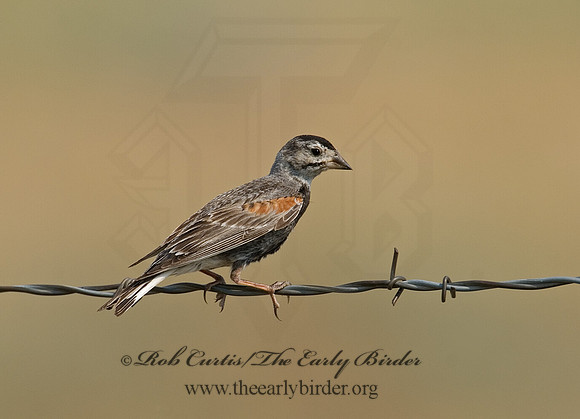 Calcarius mccownii  MC COWN'S LONGSPUR 7011677