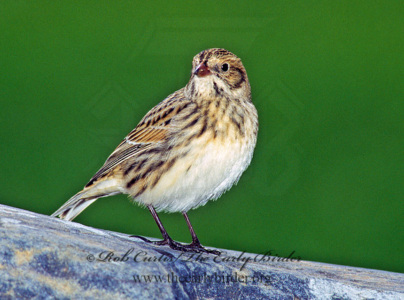 Calcarius lapponicus  LAPLAND LONGSPUR 181920