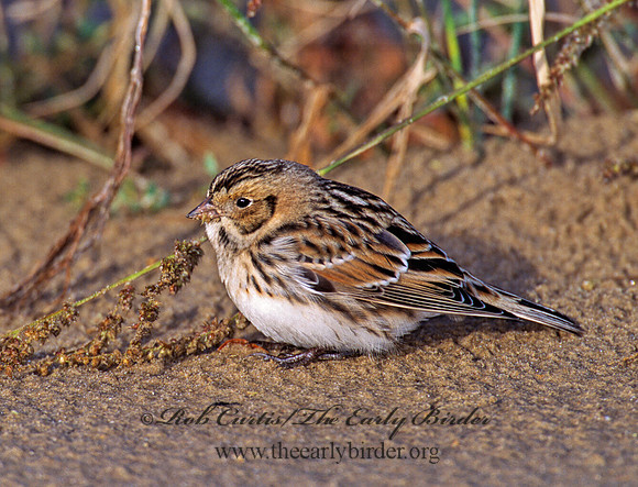 Calcarius lapponicus  LAPLAND LONGSPUR 1277433