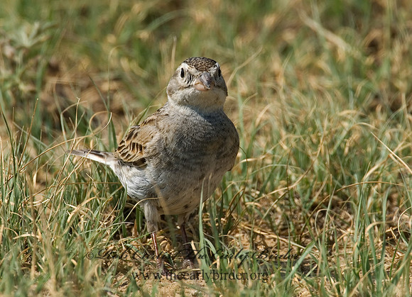 Calcarius mccownii  MC COWN'S LONGSPUR 7011174