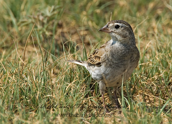 Calcarius mccownii  MC COWN'S LONGSPUR 7011175