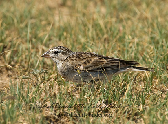 Calcarius mccownii  MC COWN'S LONGSPUR 7011180