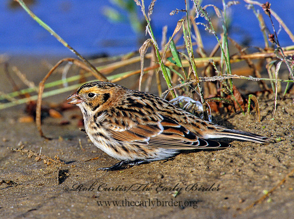 Calcarius lapponicus  LAPLAND LONGSPUR 1277503