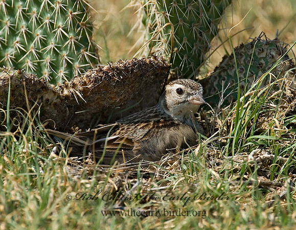 Calcarius mccownii  MC COWN'S LONGSPUR 7011193