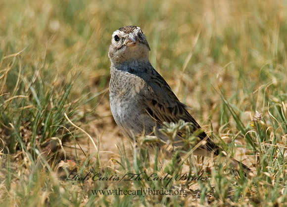 Calcarius mccownii  MC COWN'S LONGSPUR 7011214