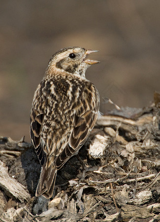 Calcarius lapponicus  LAPLAND LONGSPUR 7016004