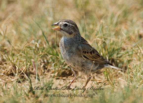 Calcarius mccownii  MC COWN'S LONGSPUR 7011219