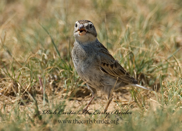 Calcarius mccownii  MC COWN'S LONGSPUR 7011221