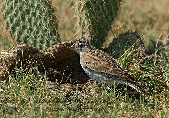 Calcarius mccownii  MC COWN'S LONGSPUR 7011208