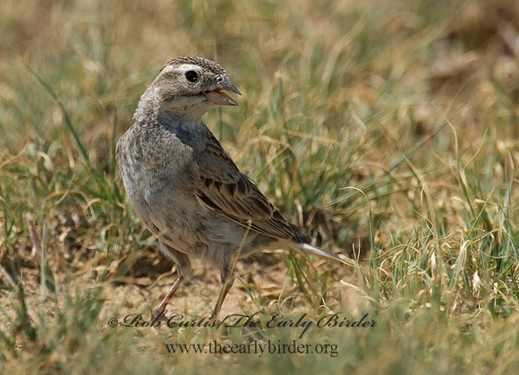 Calcarius mccownii  MC COWN'S LONGSPUR 7011222