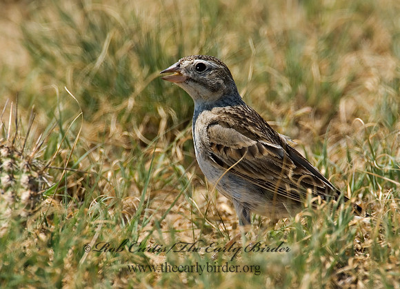 Calcarius mccownii  MC COWN'S LONGSPUR 7011233