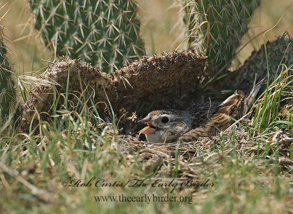 Calcarius mccownii  MC COWN'S LONGSPUR 7011228