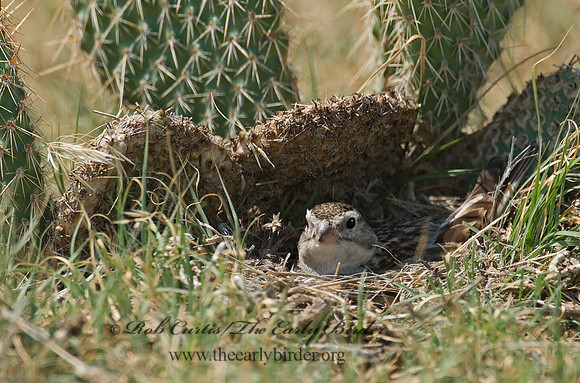 Calcarius mccownii  MC COWN'S LONGSPUR 7011229