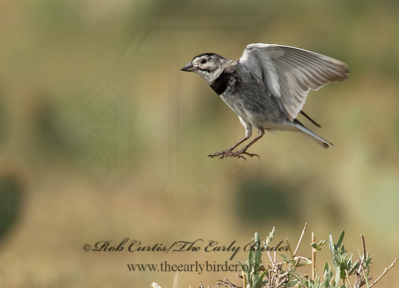 Calcarius mccownii  MC COWN'S LONGSPUR 7011164