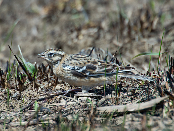 Calcarius pictus  SMITH'S LONGSPUR 9021144