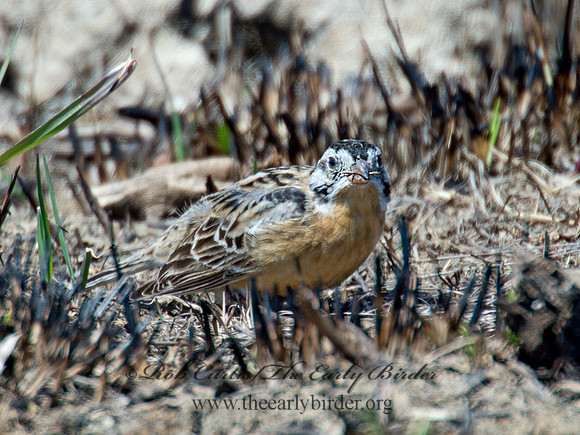 Calcarius pictus  SMITH'S LONGSPUR 9021132