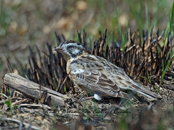 Calcarius pictus  SMITH'S LONGSPUR 9021243