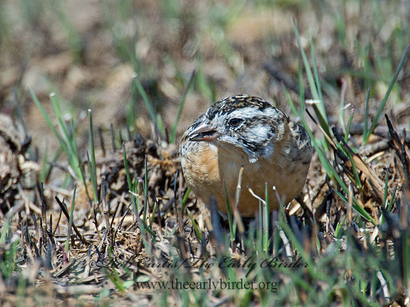 Calcarius pictus  SMITH'S LONGSPUR 9021179
