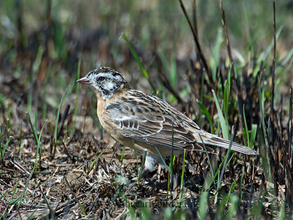 Calcarius pictus  SMITH'S LONGSPUR 9021251