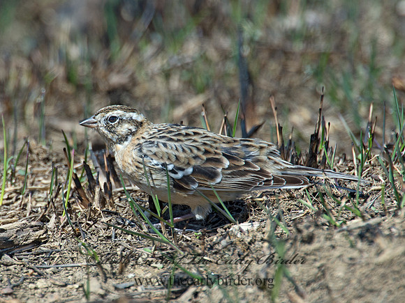 Calcarius pictus  SMITH'S LONGSPUR 9021188