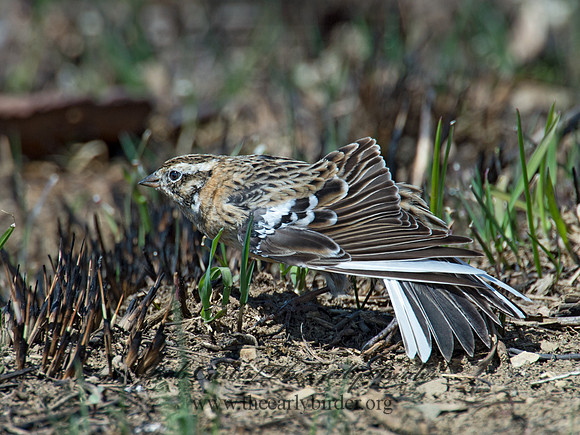 Calcarius pictus  SMITH'S LONGSPUR 9021203