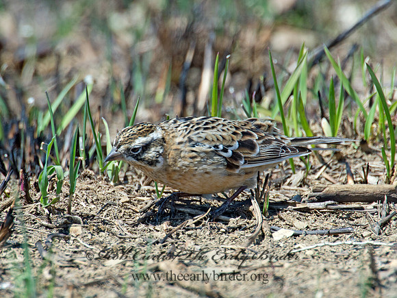 Calcarius pictus  SMITH'S LONGSPUR 9021197