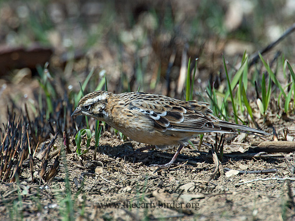 Calcarius pictus  SMITH'S LONGSPUR 9021200
