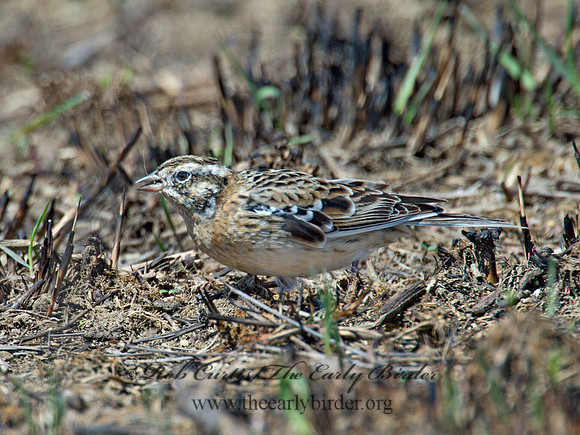 Calcarius pictus  SMITH'S LONGSPUR 9021210