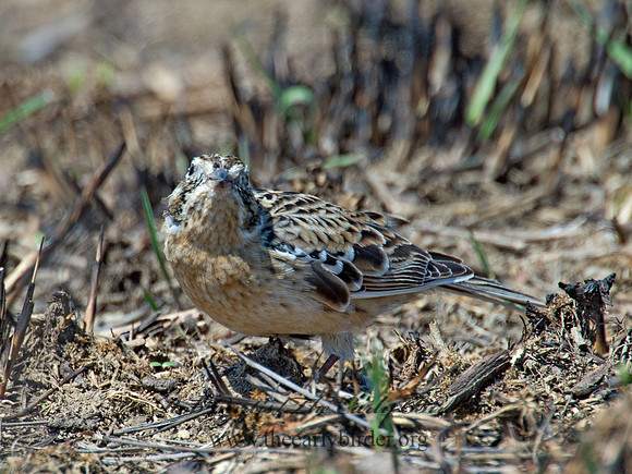 Calcarius pictus  SMITH'S LONGSPUR 9021215